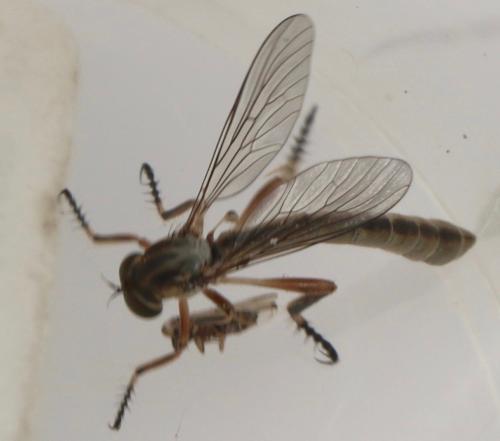 Leptogaster cylindrica